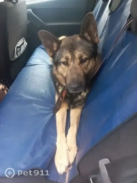 Found brown dog, немецкая овчарка in Chekhov — identification photo, lost & found pet database Pathfinder
