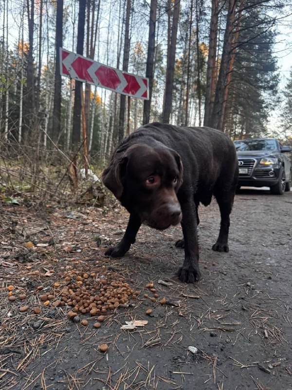 Found brown dog, лабрадор in Yekaterinburg — identification photo, lost & found pet database Pathfinder