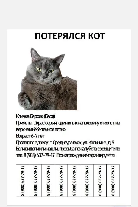 Lost gray cat in Sredneuralsk — identification photo, lost & found pet database Pathfinder