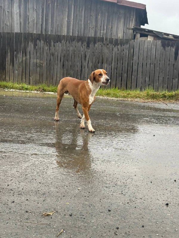 Found white dog in Prokhladnyy — identification photo, lost & found pet database Pathfinder