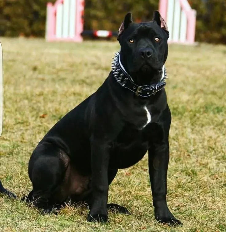 Found dog, американский стаффордширский терьер in Elektrostal — identification photo, lost & found pet database Pathfinder