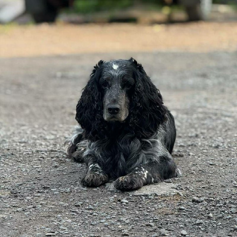 Lost white dog, русский охотничий спаниель in Saint Petersburg — identification photo, lost & found pet database Pathfinder