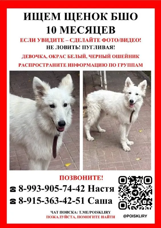 Lost white dog, большая швейцарская овчарка in Fryazino — identification photo, lost & found pet database Pathfinder