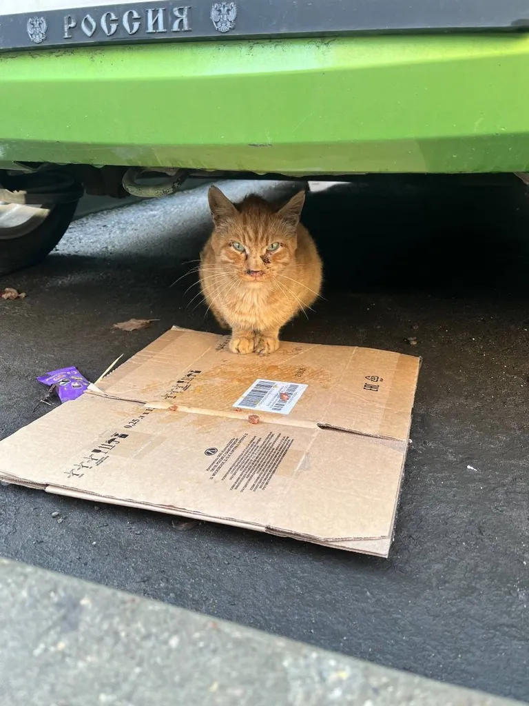 Found cat in Moscow — identification photo, lost & found pet database Pathfinder
