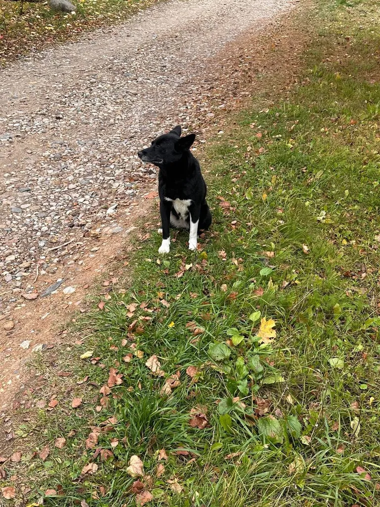 Adoptable dog, фенотип лайки in Ruza — identification photo, lost & found pet database Pathfinder