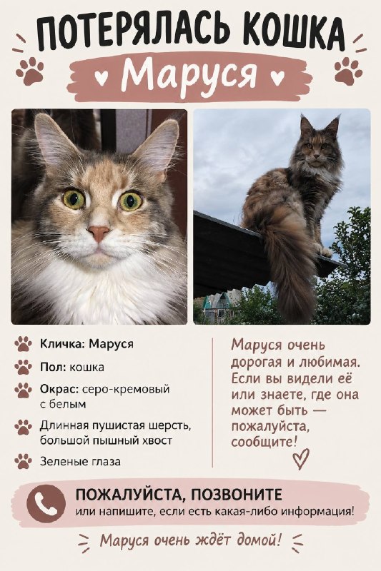 Lost white cat in Omsk — identification photo, lost & found pet database Pathfinder