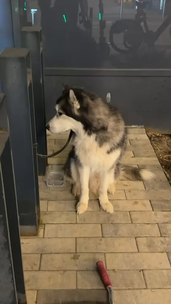Found dog, хаски in Moscow — identification photo, lost & found pet database Pathfinder