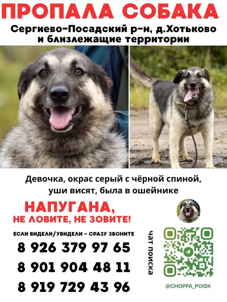 Lost dog in Khotkovo — identification photo, lost & found pet database Pathfinder