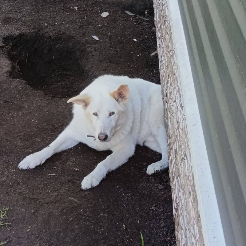 Lost white dog, западно-сибирская лайка in Gatchinskiy Rayon — identification photo, lost & found pet database Pathfinder