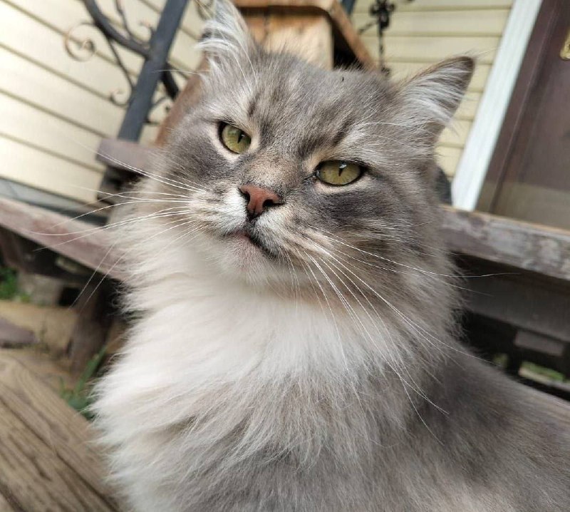 Lost white cat in Steblevo — identification photo, lost & found pet database Pathfinder