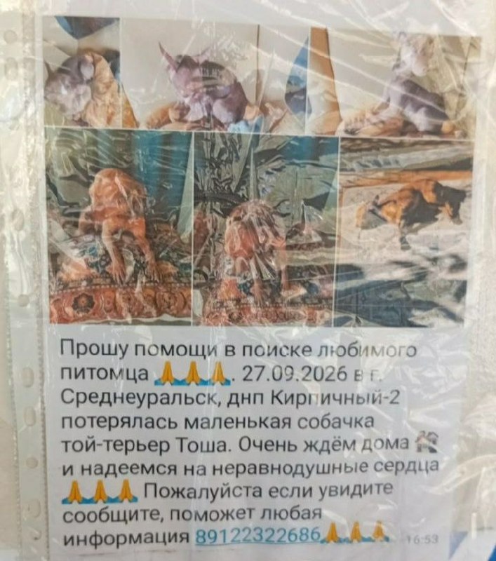 Lost dog in Sredneuralsk — identification photo, lost & found pet database Pathfinder