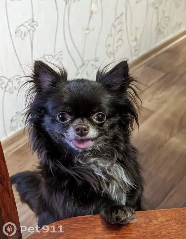 Lost black dog, чихуахуа in Omsk — identification photo, lost & found pet database Pathfinder