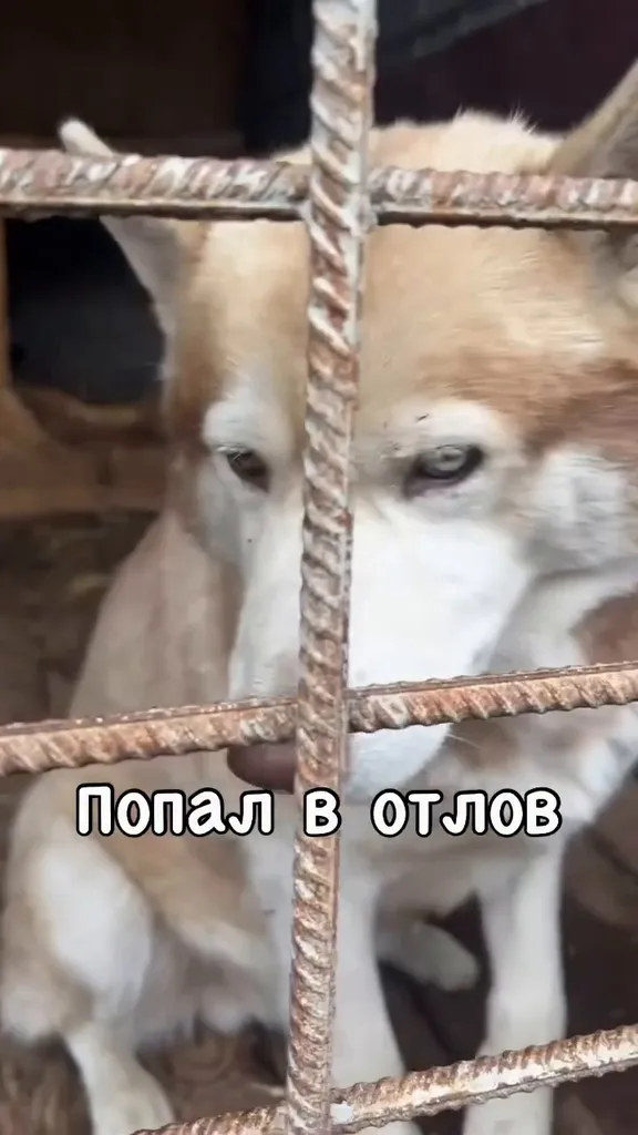 Found dog, хаски in Balashikha — identification photo, lost & found pet database Pathfinder