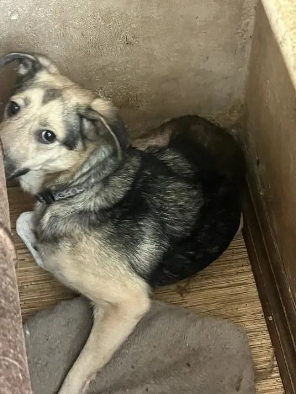 Adoptable white pet in Nizhny Novgorod — identification photo, lost & found pet database Pathfinder
