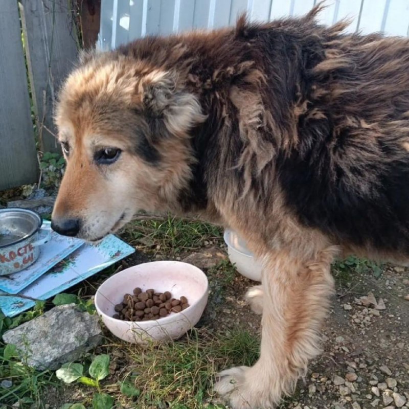 Lost brown dog in Gornyy Shchit — identification photo, lost & found pet database Pathfinder