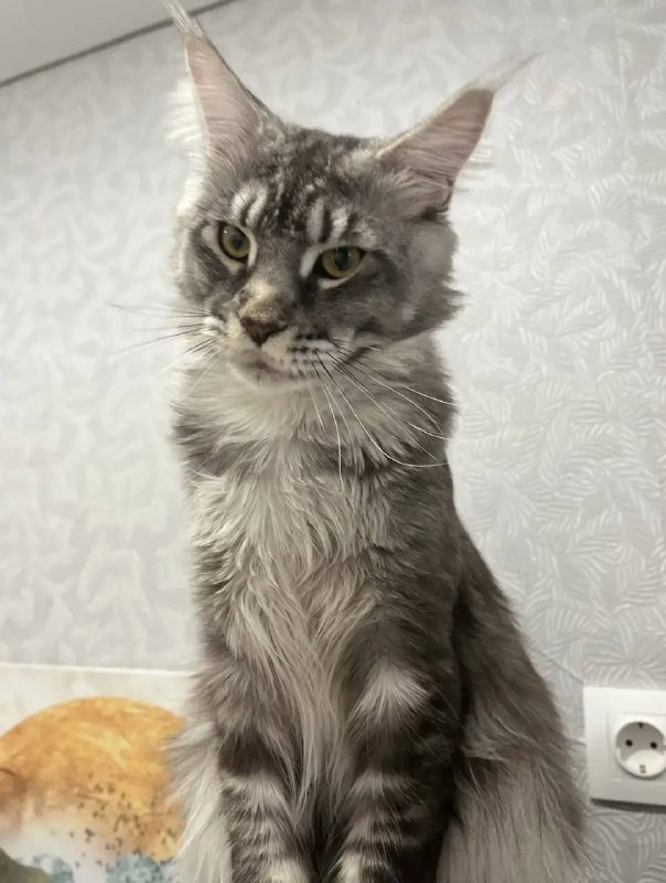 Lost white cat, мейн-кун in Ivanteevka — identification photo, lost & found pet database Pathfinder