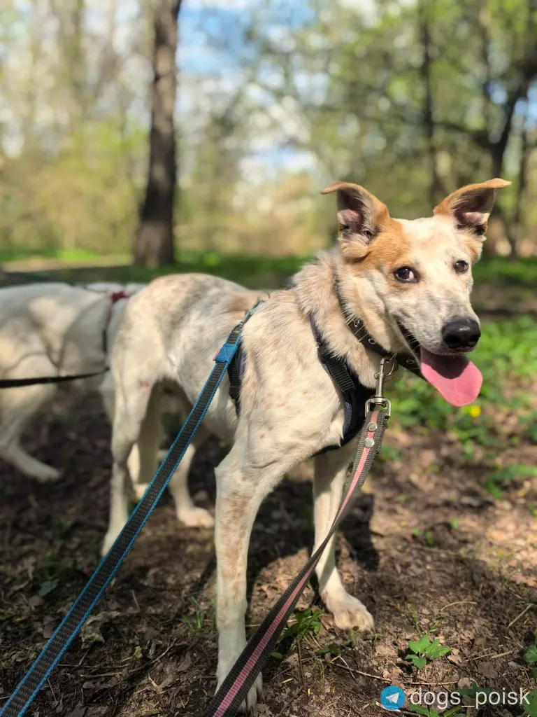 Lost dog, метис in Moscow — identification photo, lost & found pet database Pathfinder