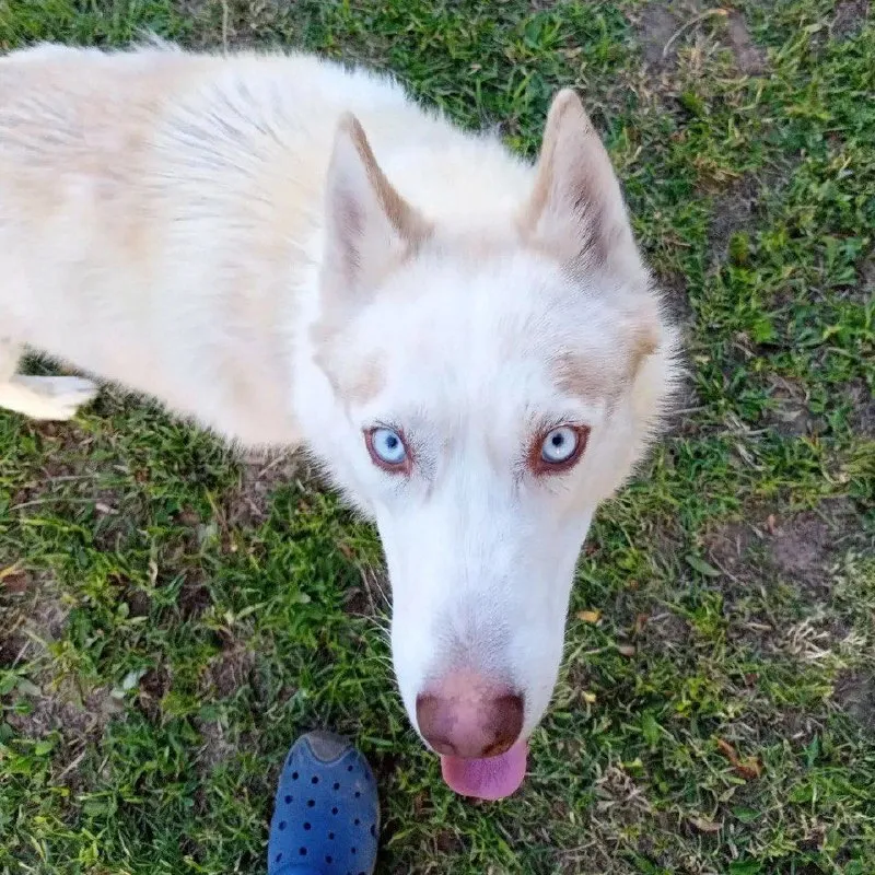 Lost white dog, хаски in Kalinovka — identification photo, lost & found pet database Pathfinder