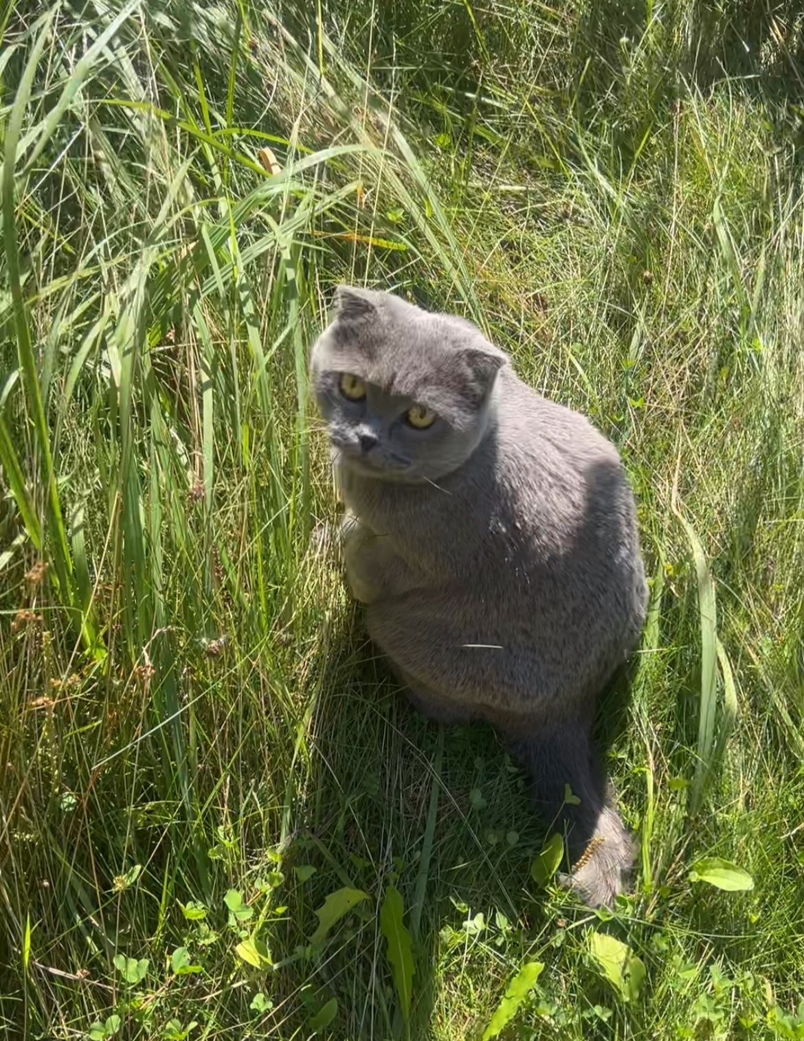 Lost gray cat, шотландская in Sorokino — identification photo, lost & found pet database Pathfinder