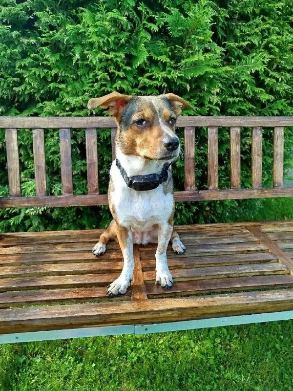 Lost white dog in Podolsk — identification photo, lost & found pet database Pathfinder