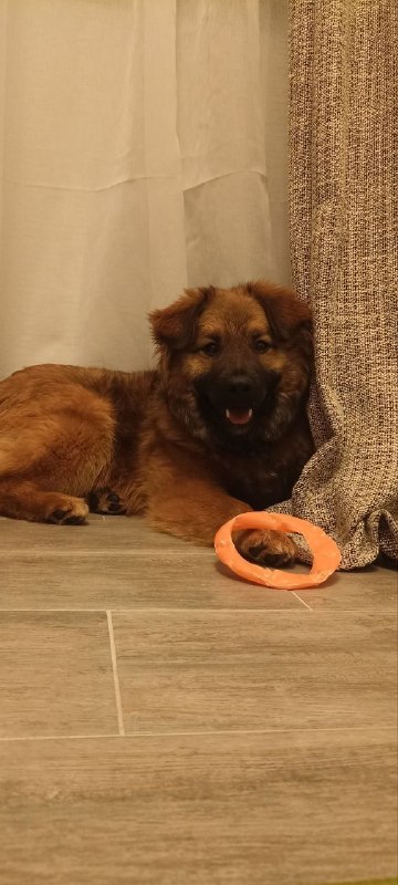 Lost brown dog, без породы in Krasnogorsk — identification photo, lost & found pet database Pathfinder