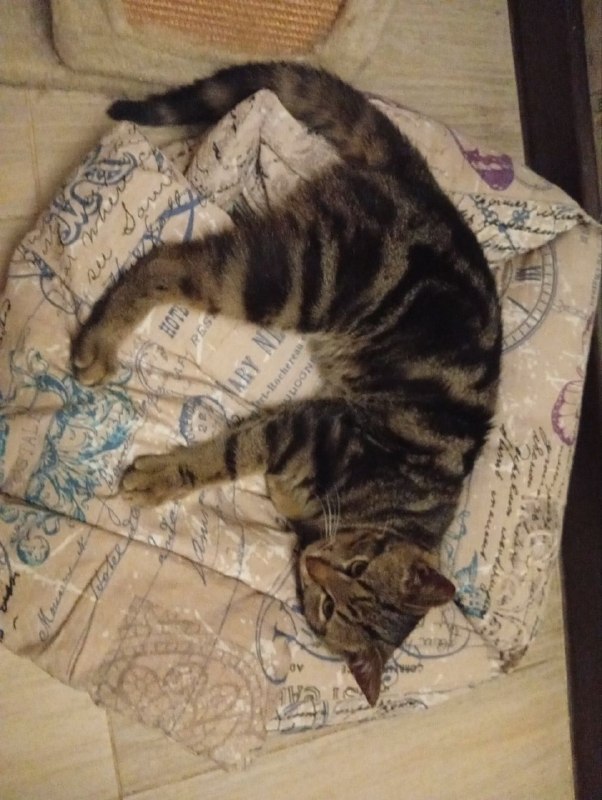 Lost black cat in Lobnya — identification photo, lost & found pet database Pathfinder