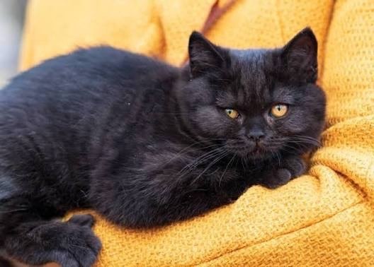 Found black cat in Perm — identification photo, lost & found pet database Pathfinder