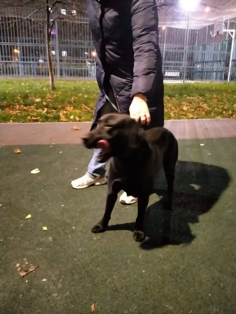 Found dog, лабрадор in Moscow — identification photo, lost & found pet database Pathfinder
