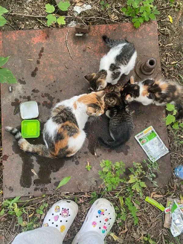 Adoptable white cat in Omsk — identification photo, lost & found pet database Pathfinder