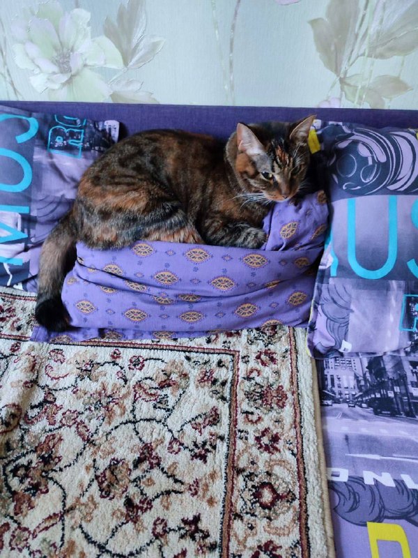 Lost black cat, домашняя in Khimki — identification photo, lost & found pet database Pathfinder