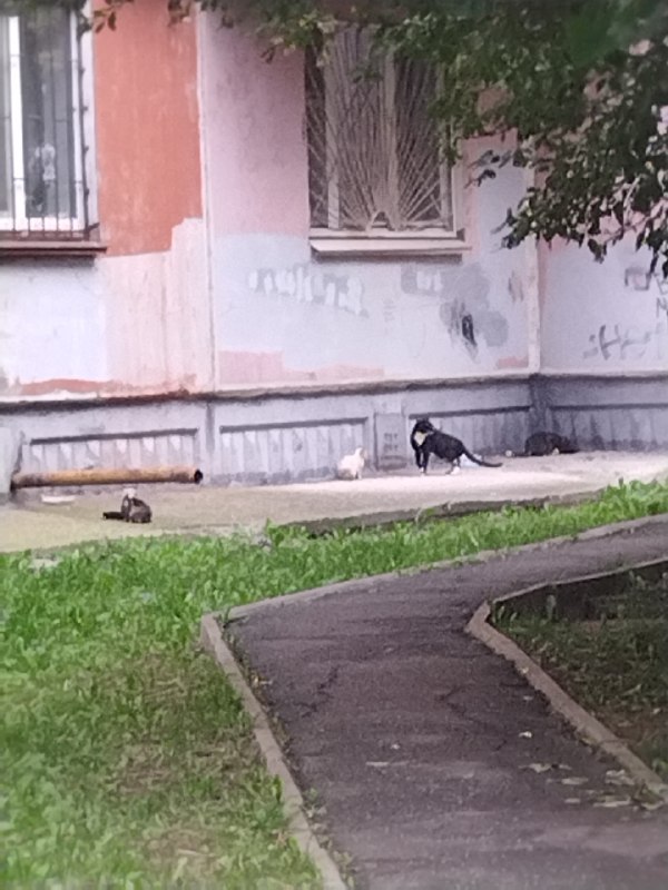 Adoptable cat in Perm — identification photo, lost & found pet database Pathfinder