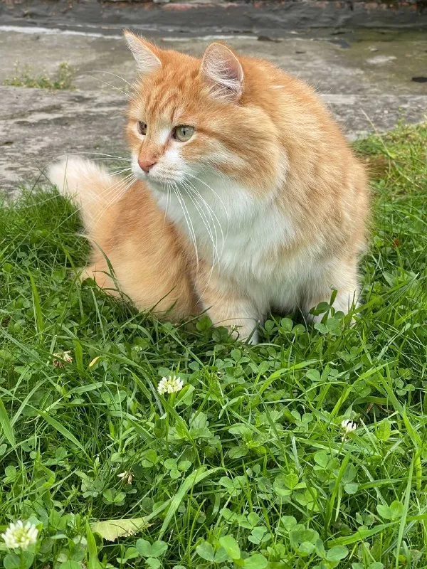 Lost white cat, сибирский in Vyalki — identification photo, lost & found pet database Pathfinder