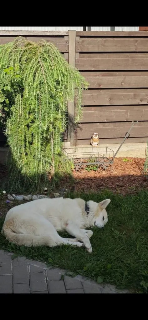 Lost white dog, метис лайки in Ganusovo — identification photo, lost & found pet database Pathfinder