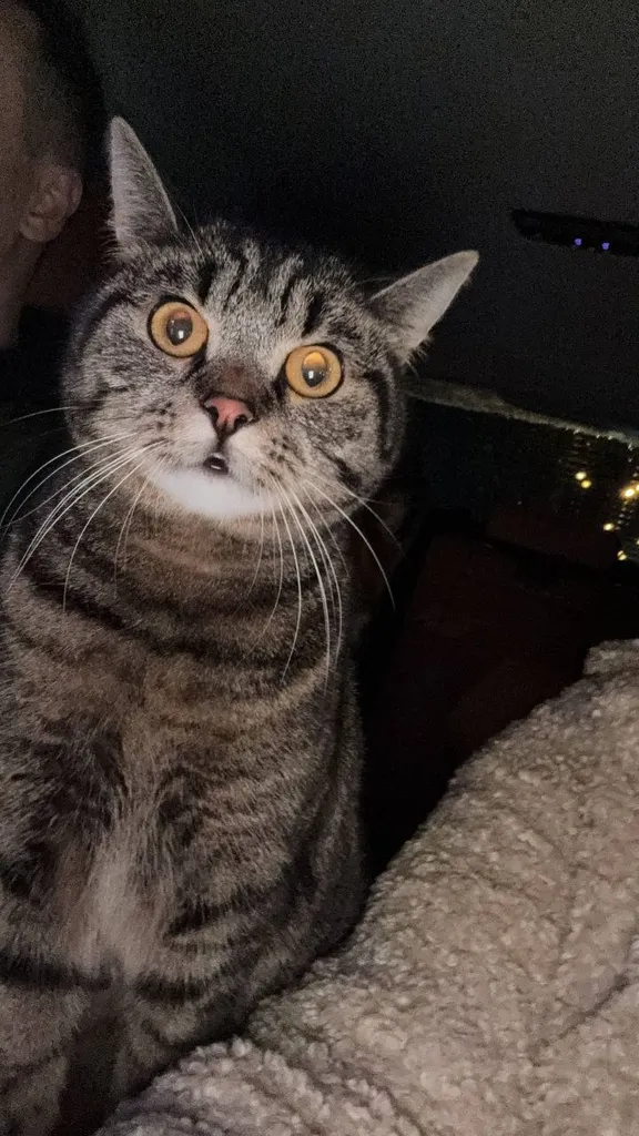Lost cat in Domodedovo — identification photo, lost & found pet database Pathfinder