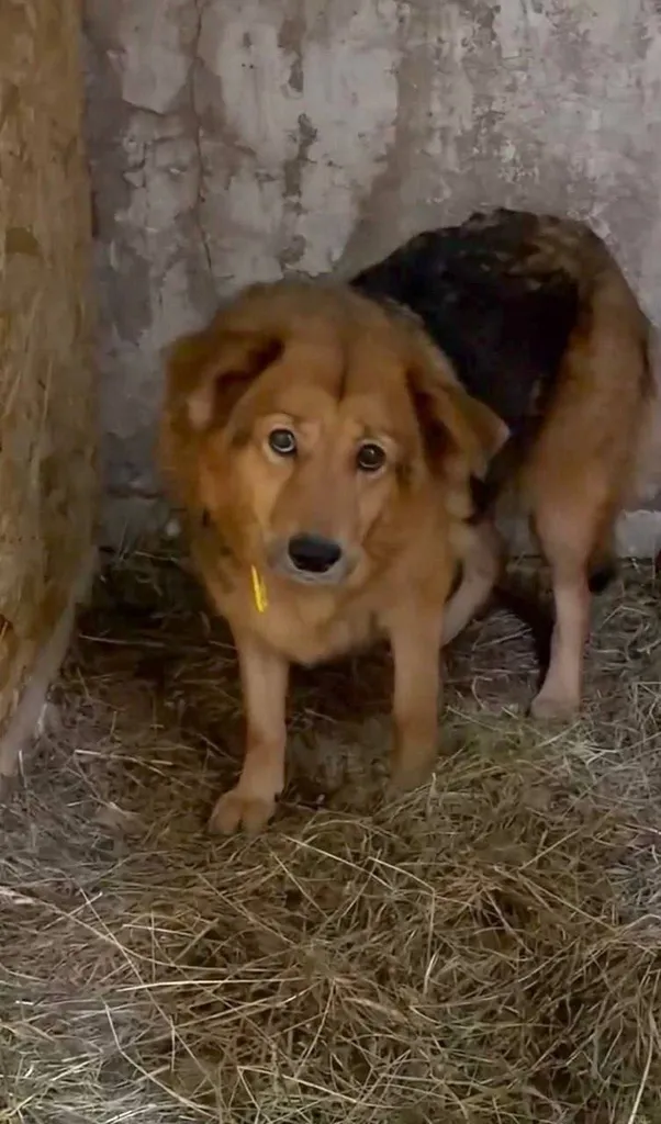 Lost dog, метис in Shchedrino — identification photo, lost & found pet database Pathfinder