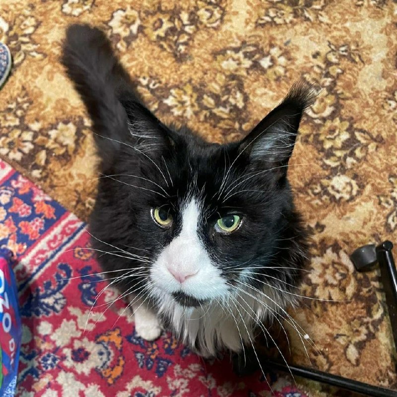 Lost black cat, мейн-кун in Sertolovo — identification photo, lost & found pet database Pathfinder