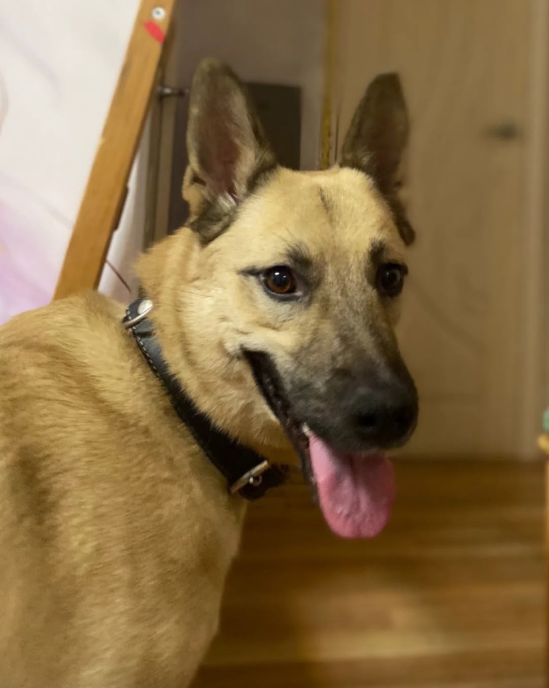 Found black dog in Novosibirsk — identification photo, lost & found pet database Pathfinder