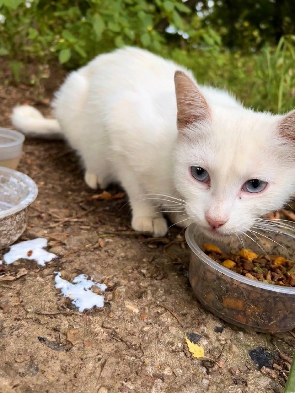 Lost white cat in Vidnoe — identification photo, lost & found pet database Pathfinder
