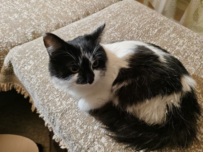 Found cat in Perm — identification photo, lost & found pet database Pathfinder
