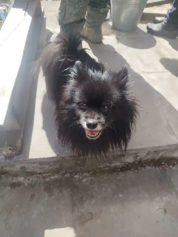 Lost black dog, шпиц in Odintsovo — identification photo, lost & found pet database Pathfinder