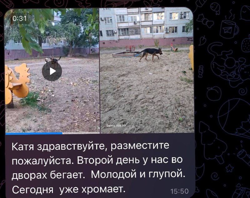 Lost brown dog in Volgograd — identification photo, lost & found pet database Pathfinder