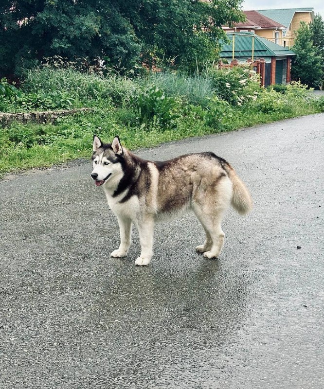 Lost white dog, хаски / маламут (?) in Aramil — identification photo, lost & found pet database Pathfinder