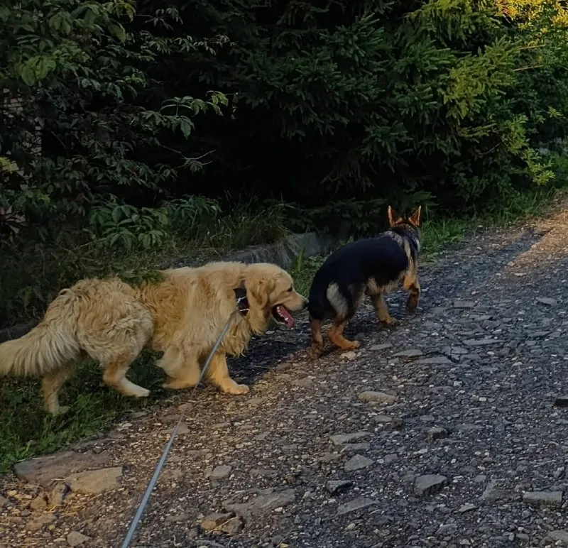 Lost ginger dog in Vidnoe — identification photo, lost & found pet database Pathfinder
