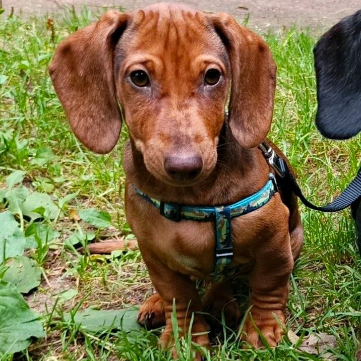 Lost brown dog, такса in Saint Petersburg — identification photo, lost & found pet database Pathfinder