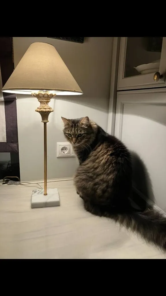 Lost cat, метис in Noginsk — identification photo, lost & found pet database Pathfinder