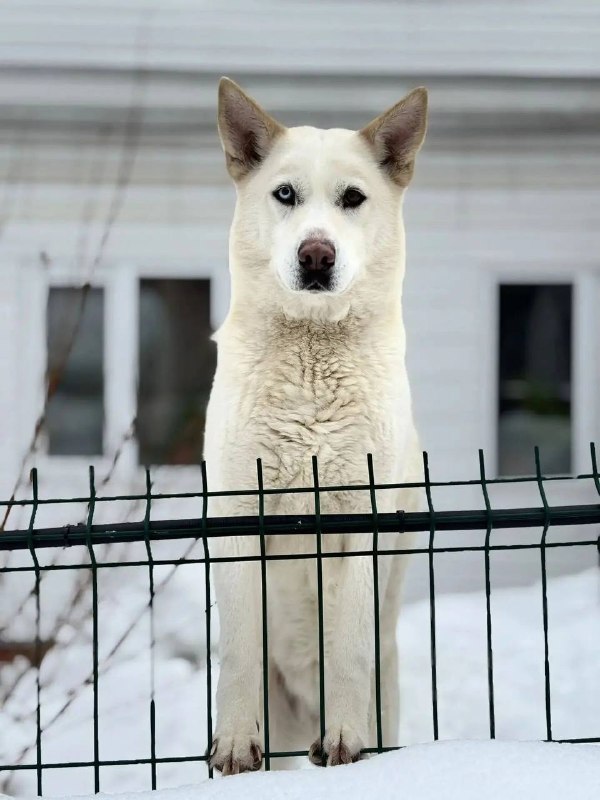Lost white dog, хаски in Lytkino — identification photo, lost & found pet database Pathfinder