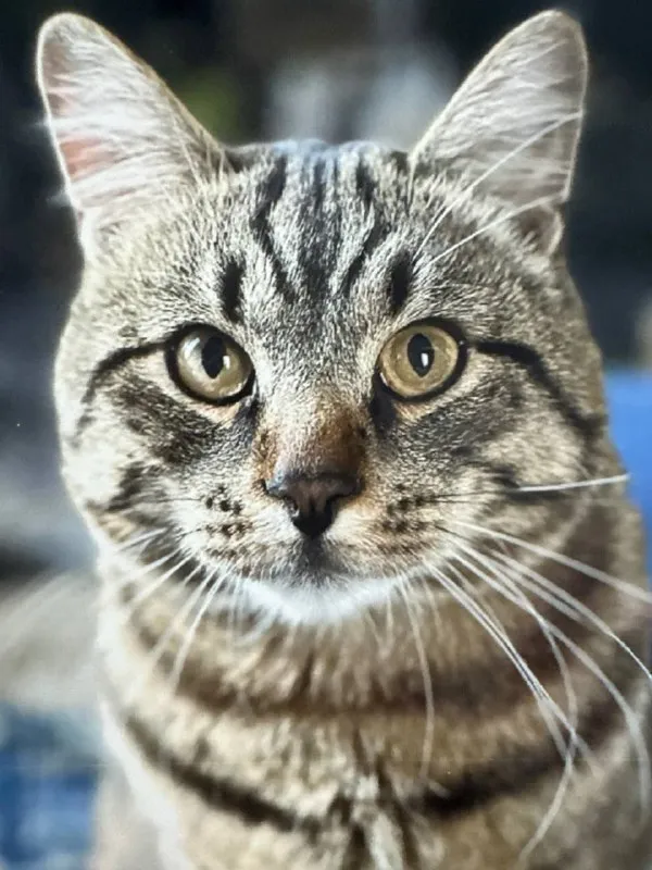 Lost gray cat in Aprelevka — identification photo, lost & found pet database Pathfinder