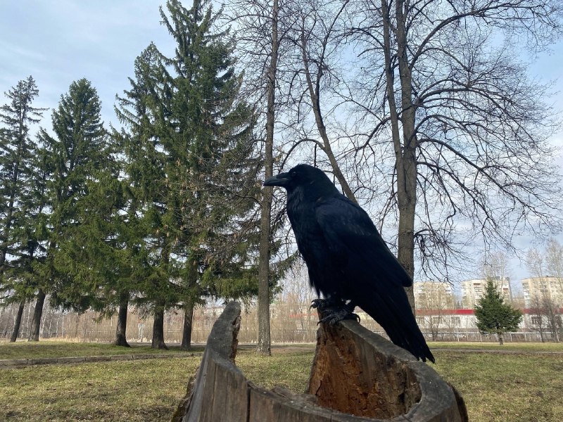 Lost black pet, ворон in Ufa — identification photo, lost & found pet database Pathfinder