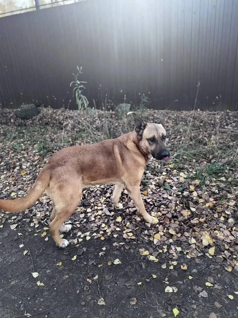 Found dog, метис in Petrovskoe — identification photo, lost & found pet database Pathfinder