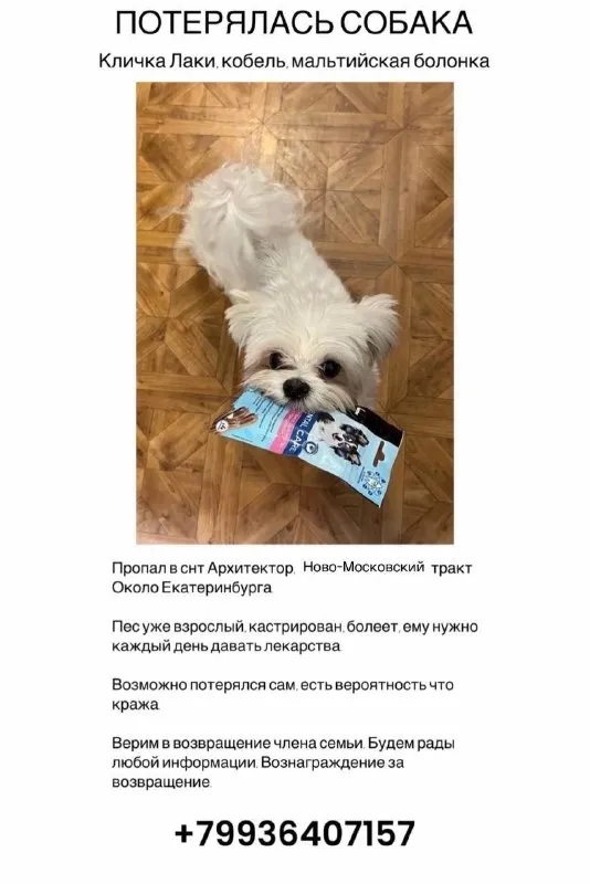 Lost white dog, мальтийская болонка in Pervouralsk — identification photo, lost & found pet database Pathfinder